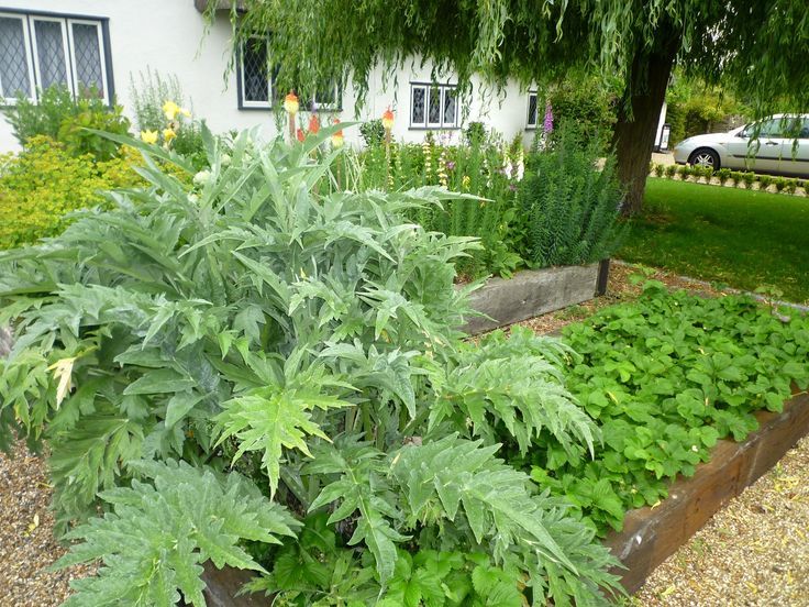 Clipped Hedge Cottage Aralia Klassieke tuinen Hout Hout