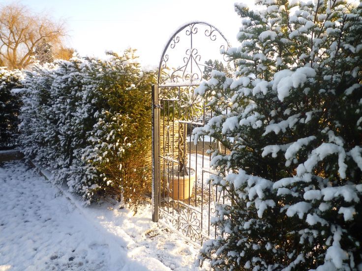 Clipped Hedge Cottage Aralia 庭院 鐵/鋼