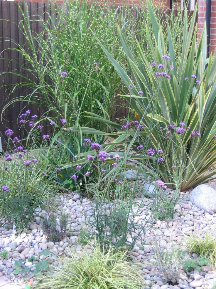 Chestnut Drive Aralia Tropical style gardens Bamboo Green