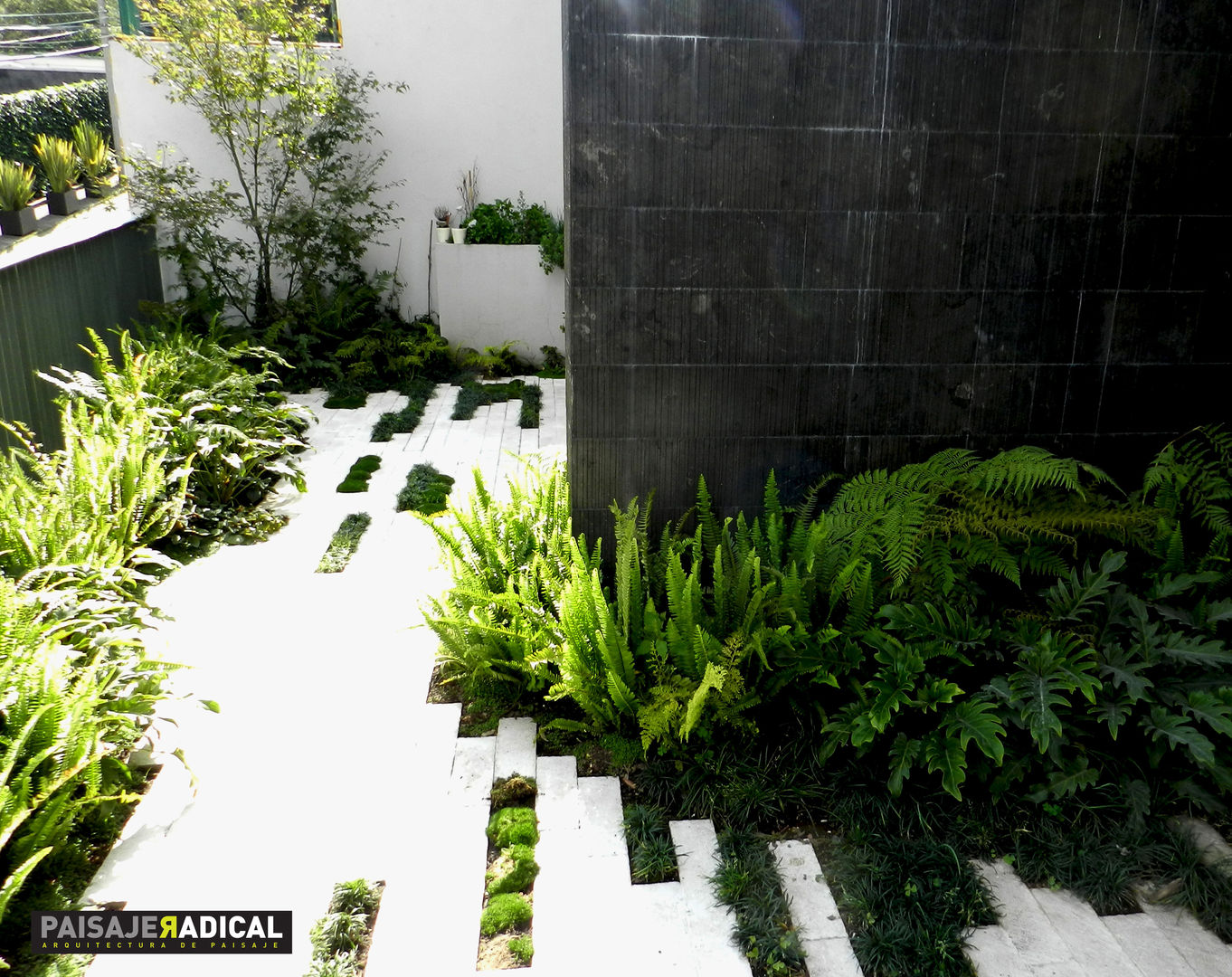 Tratamiento de pavimento y vegetación Paisaje Radical Jardines de estilo moderno