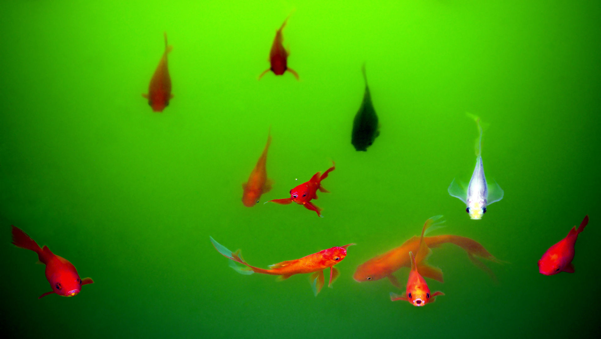 Goldfischteich Lanzarote, FOTOwerk FOTOwerk Otros espacios Aluminio/Cinc Cuadros e ilustraciones