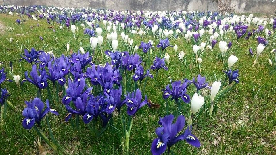 il giardino dei bulbi, Giardini Ripepi Giardini Ripepi 러스틱스타일 정원