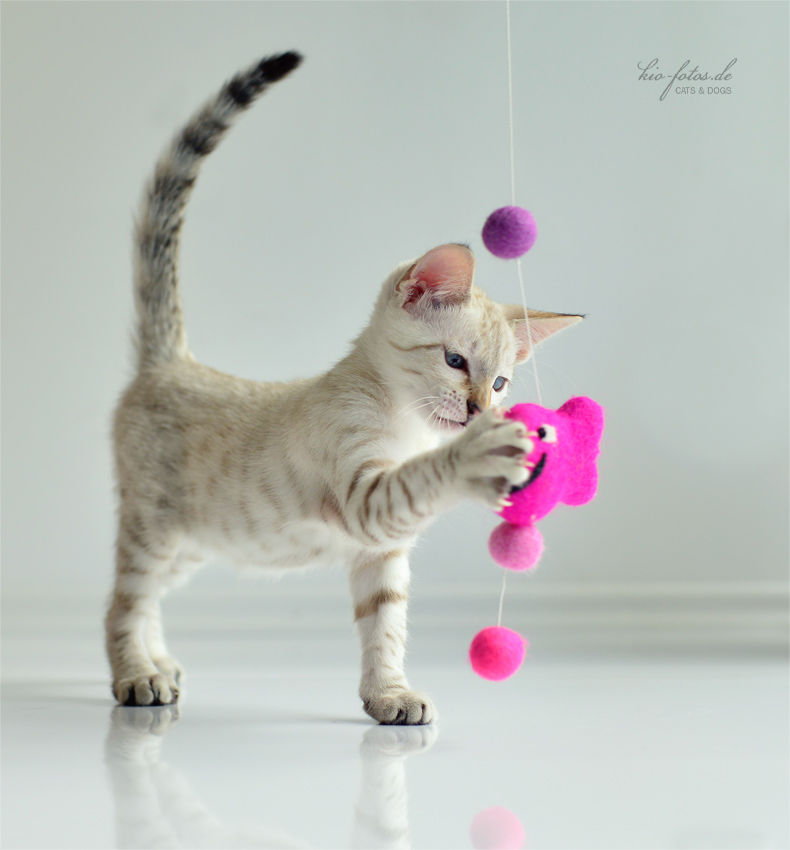 Katzenspielzeug Fang den Fisch, stylecats® stylecats® Otros espacios Accesorios para mascotas