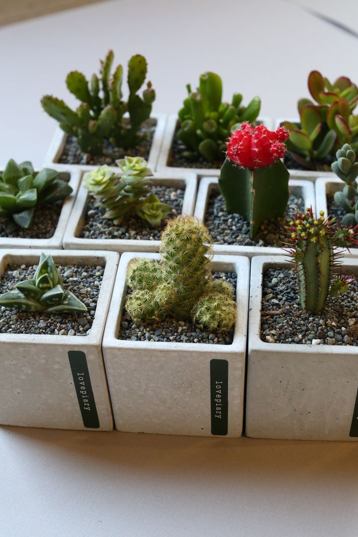 미니 다육 화분 , 러브피어리 러브피어리 Jardines de estilo moderno Plantas y accesorios