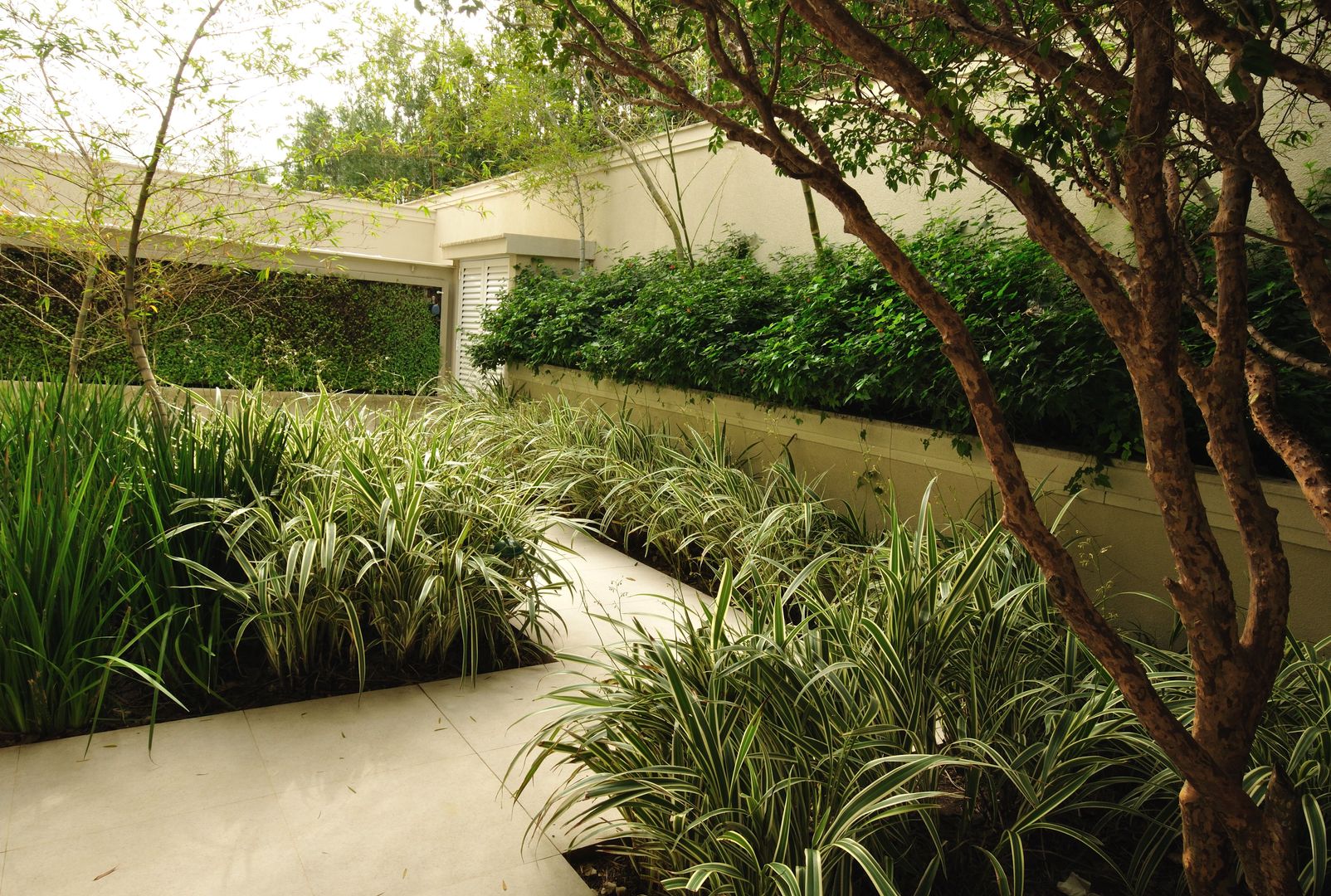 Casa WSC , alexandre galhego paisagismo alexandre galhego paisagismo Tropical style garden