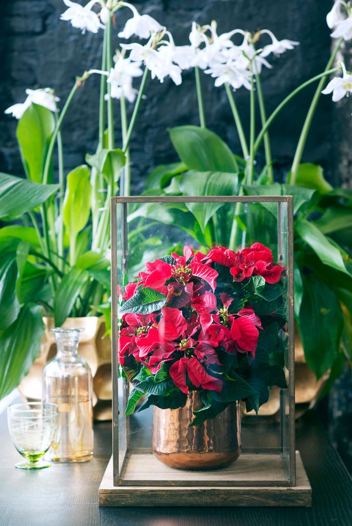 Die Poinsettie – Zimmerpflanze des Monats November, Pflanzenfreude.de Pflanzenfreude.de غرفة المعيشة ديكورات واكسسوارات