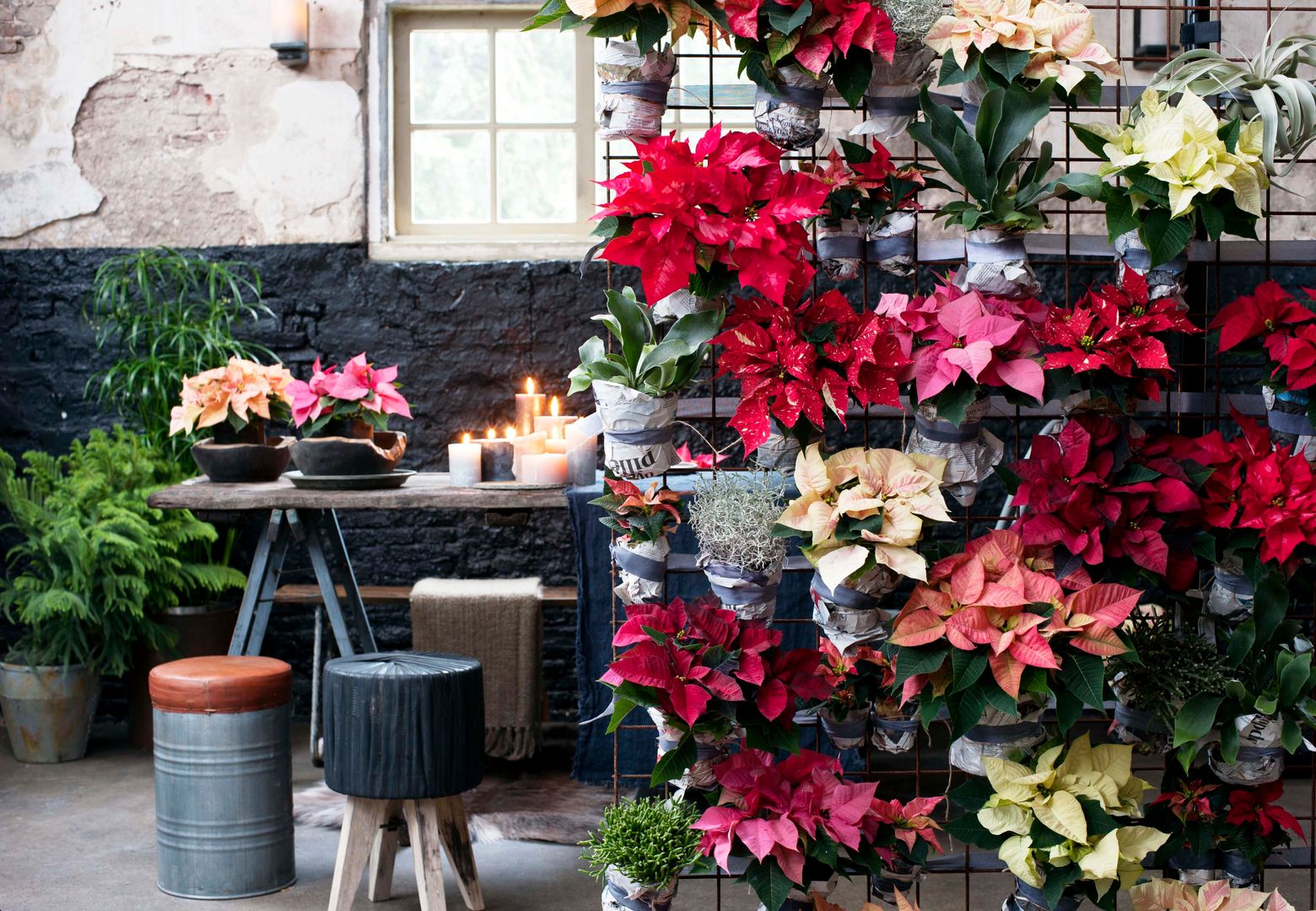 Die Poinsettie – Zimmerpflanze des Monats November, Pflanzenfreude.de Pflanzenfreude.de Livings modernos: Ideas, imágenes y decoración Decoración y accesorios