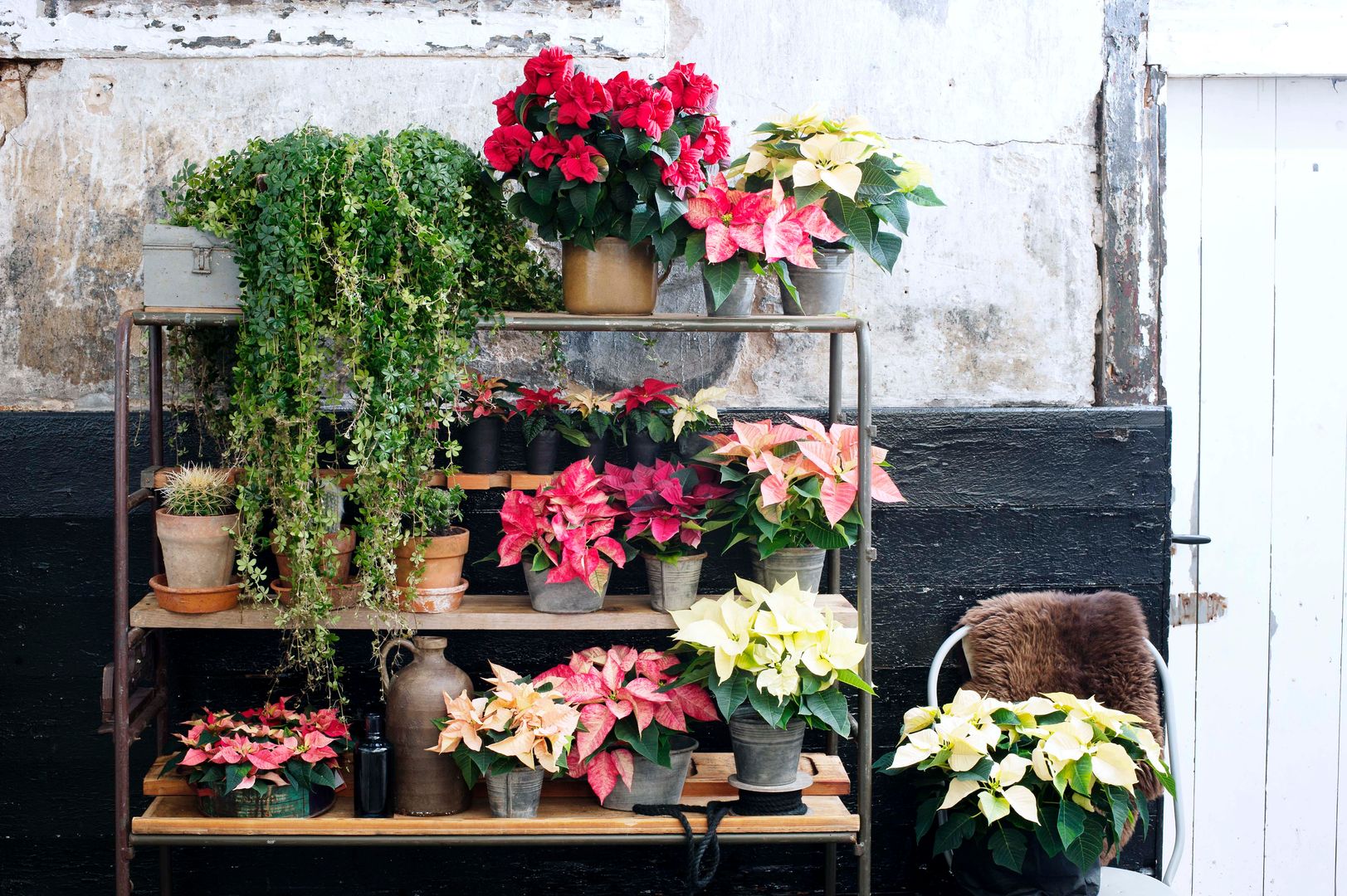 Die Poinsettie – Zimmerpflanze des Monats November, Pflanzenfreude.de Pflanzenfreude.de Nowoczesny salon Akcesoria i dekoracje