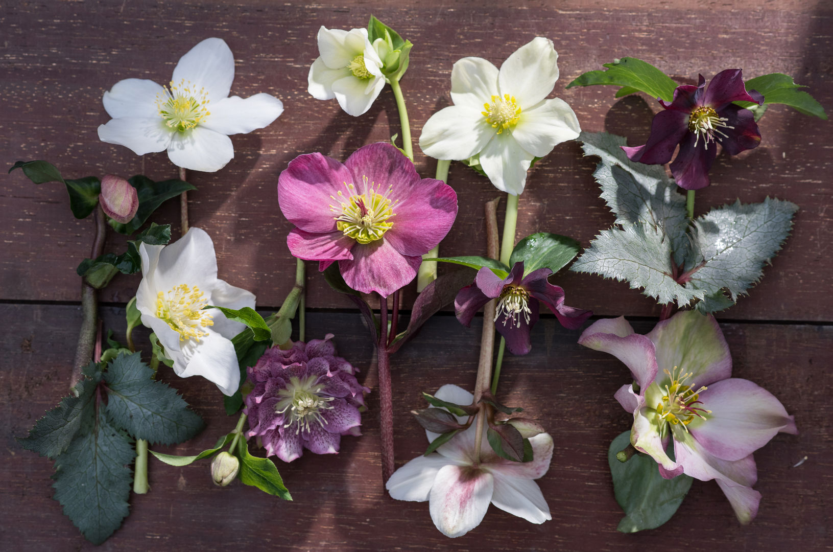 WINTERGARTEN, Pflanzenfreude.de Pflanzenfreude.de Jardines de estilo clásico