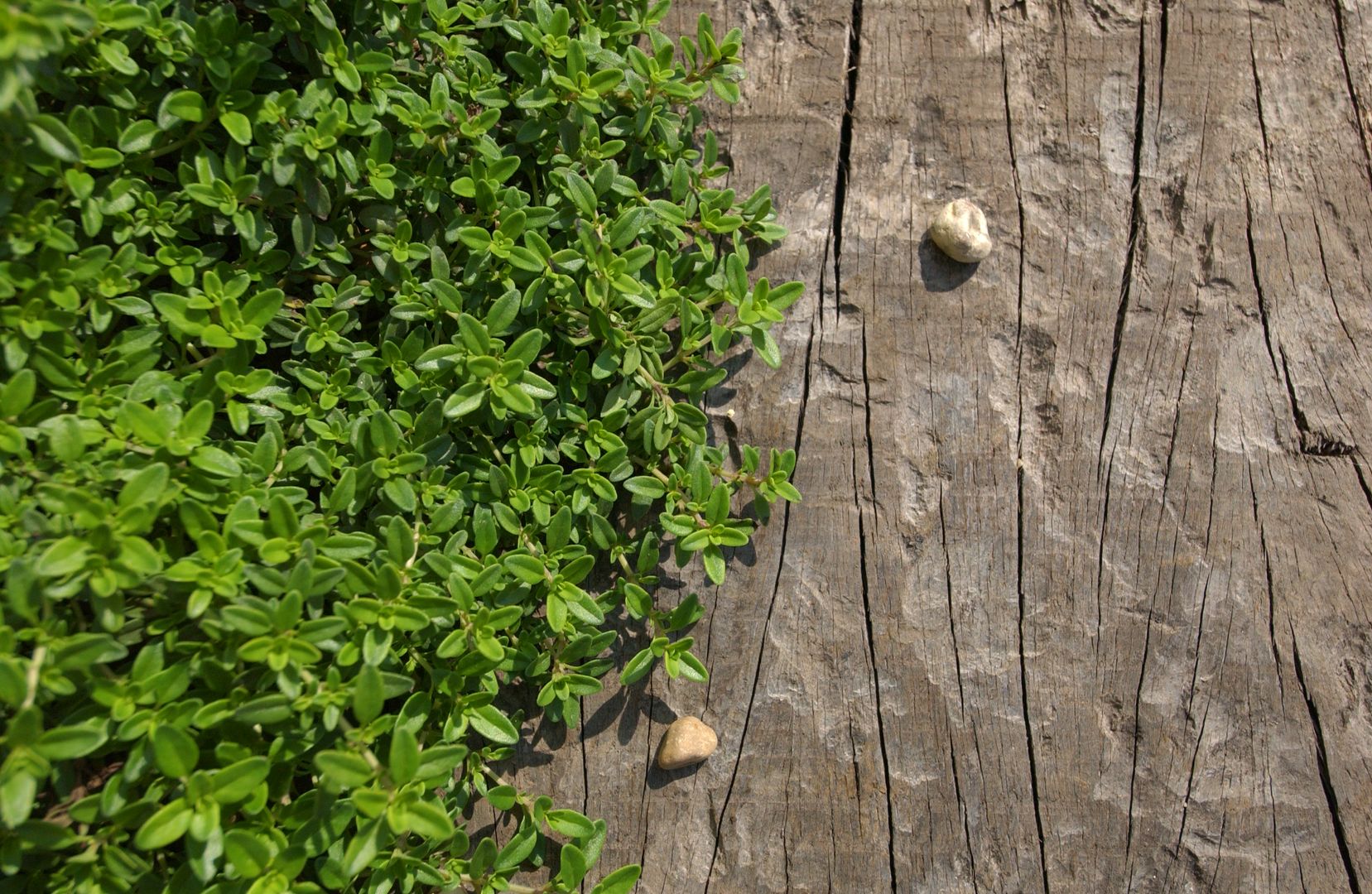 Creeping thyme on shingle Earth Designs Rustic style garden