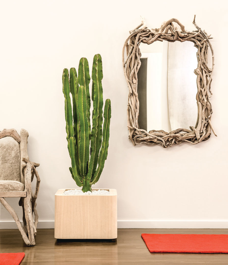 ROMA Collection by Hobby Flower homify Jardines de estilo moderno Plantas y accesorios