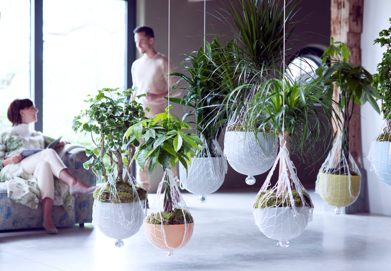 Die Zimmerbume  Zimmerpflanzen des Monats Januar 2016 | homify