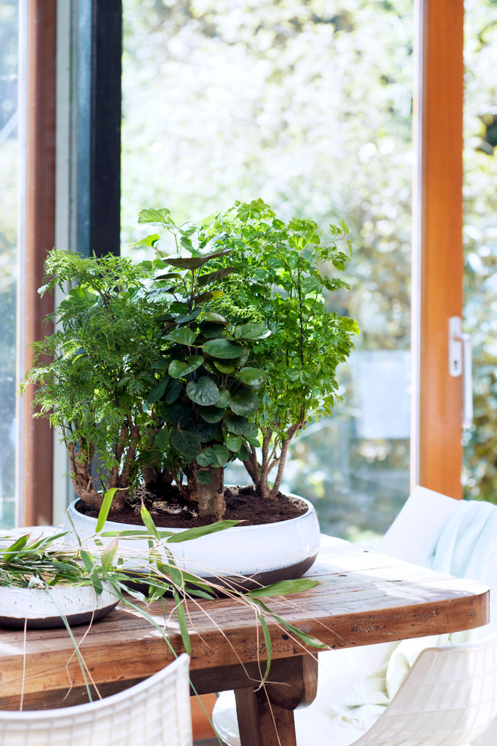 Die Zimmerbäume – Zimmerpflanzen des Monats Januar 2016, Pflanzenfreude.de Pflanzenfreude.de Interior garden Interior landscaping