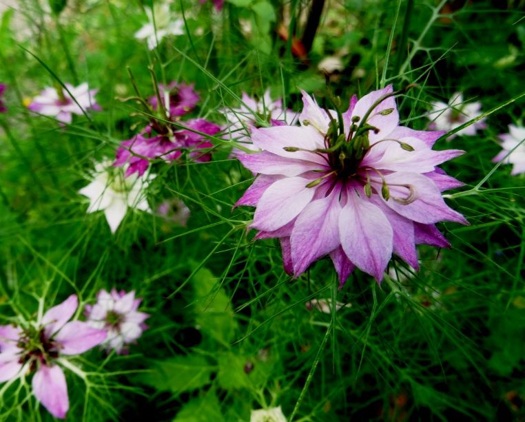 homify Country style garden