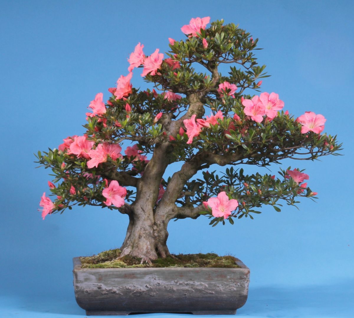 Bonsai , Bonsai-Shopping Bonsai-Shopping 아시아스타일 정원 식물 & 꽃