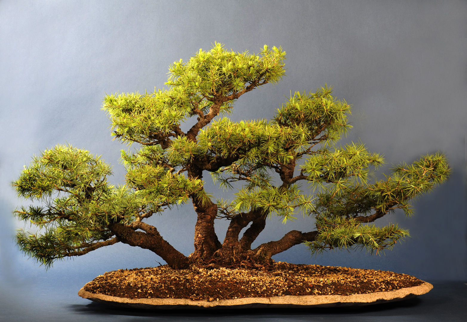 Bonsai , Bonsai-Shopping Bonsai-Shopping 아시아스타일 정원 식물 & 꽃