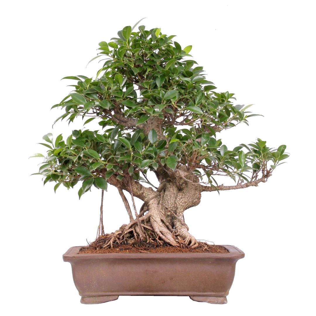 Bonsai - auch für das Zimmer geeignet, Bonsai-Shopping Bonsai-Shopping Binnentuin Binnenbeplanting