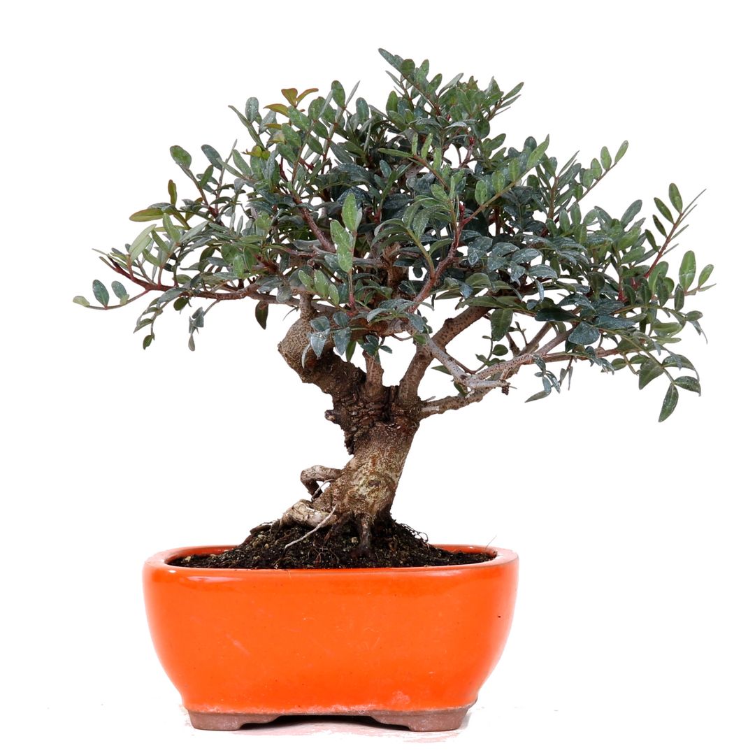 Bonsai - auch für das Zimmer geeignet, Bonsai-Shopping Bonsai-Shopping Interior garden Interior landscaping