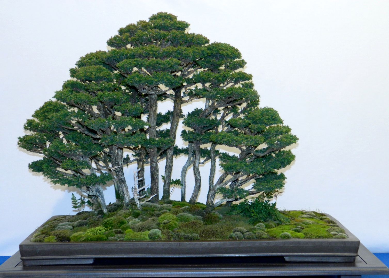 Bonsai - Nadelbäume, Bonsai-Shopping Bonsai-Shopping 庭院 植物與花