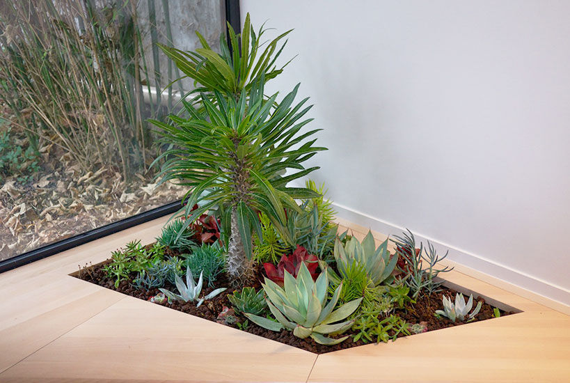 Jardin d'intérieur de succulentes, Fertiles Fertiles Jardines modernos Plantas y accesorios