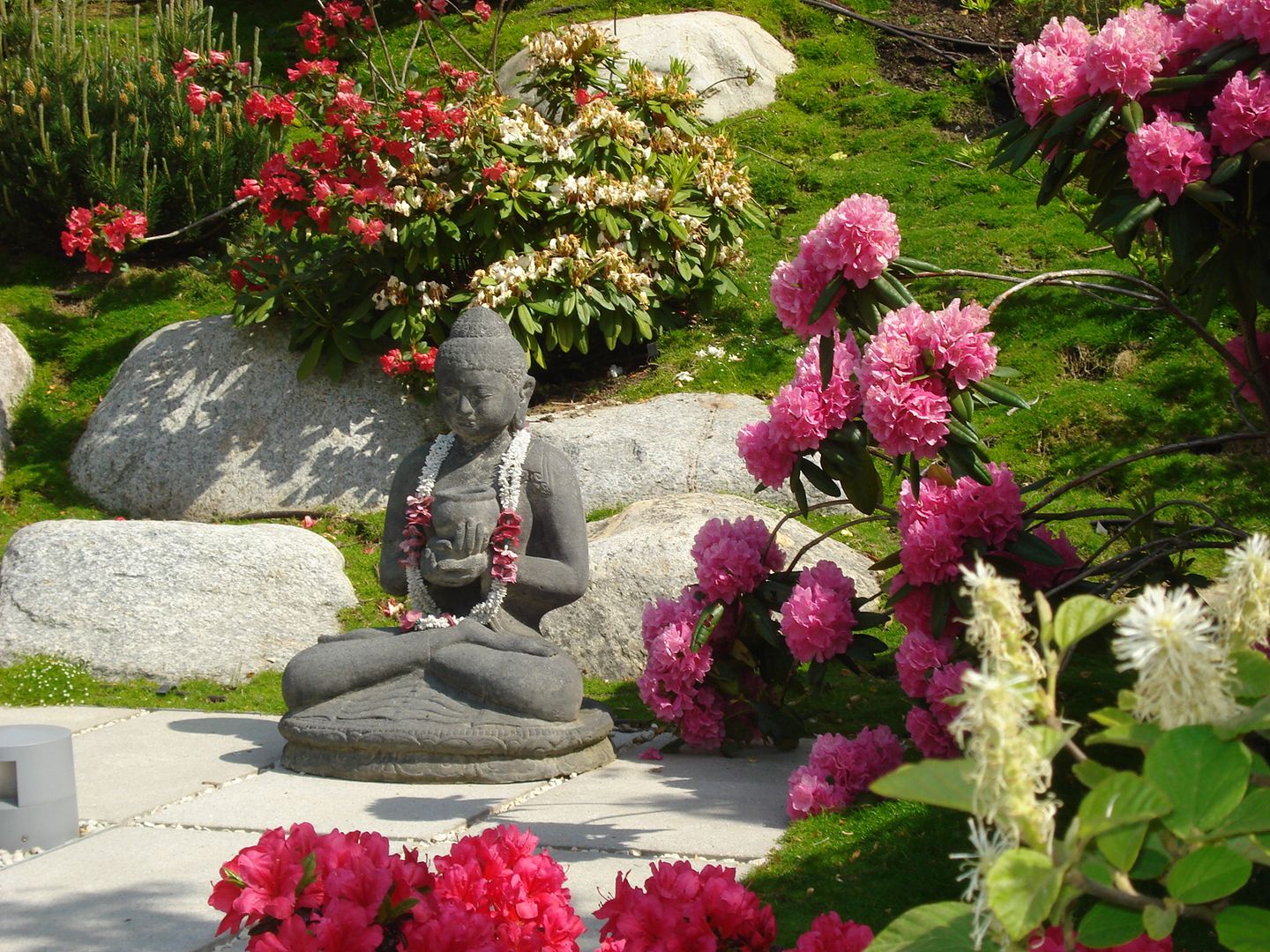 Buddha-Skulptur zwischen blühenden Rhododendren dirlenbach - garten mit stil Asiatischer Garten Blume,Pflanze,Botanik,Blatt,Natur,Blütenblatt,Vegetation,Gras,Rosa,Blumentopf