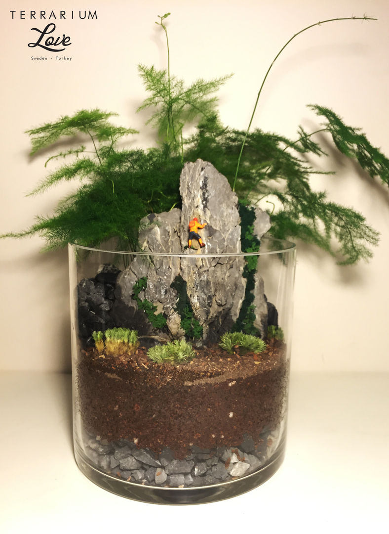 Climber Terrarium, Terrarium love Terrarium love حديقة داخلية تصميم مساحات داخلية