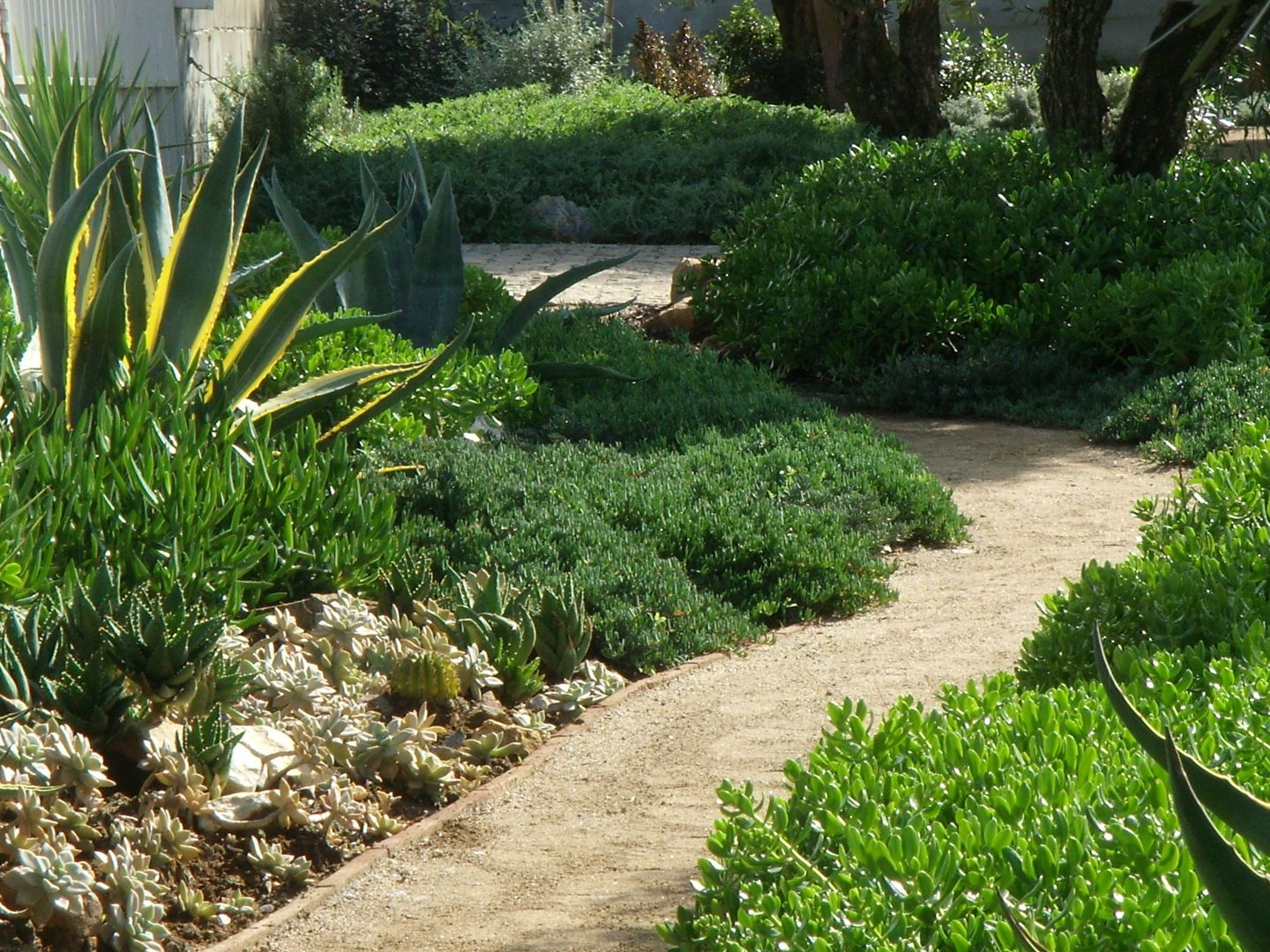 Garden of succulents & cactus, Atelier Jardins do Sul Atelier Jardins do Sul Jardins mediterrânicos
