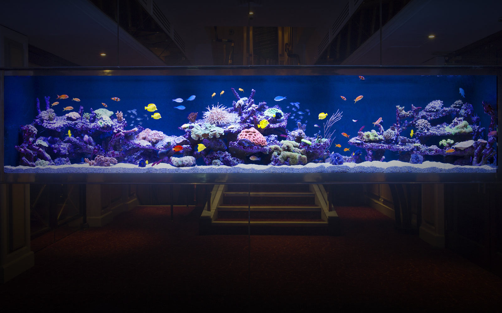 Grosvenor, Aquarium Architecture Aquarium Architecture Commercial spaces Bars & clubs