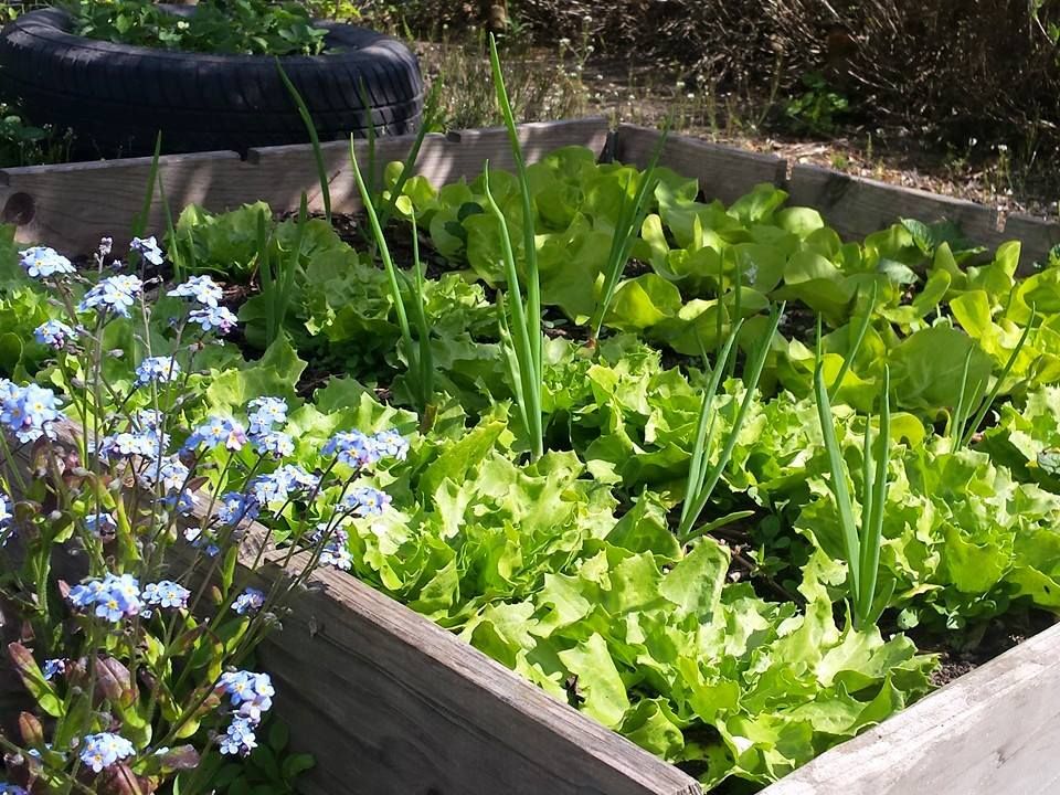 Eetbare tuin, Carla Wilhelm Carla Wilhelm Kırsal Bahçe