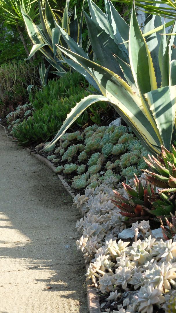 Garden of succulents & cactus, Atelier Jardins do Sul Atelier Jardins do Sul Jardins mediterrânicos