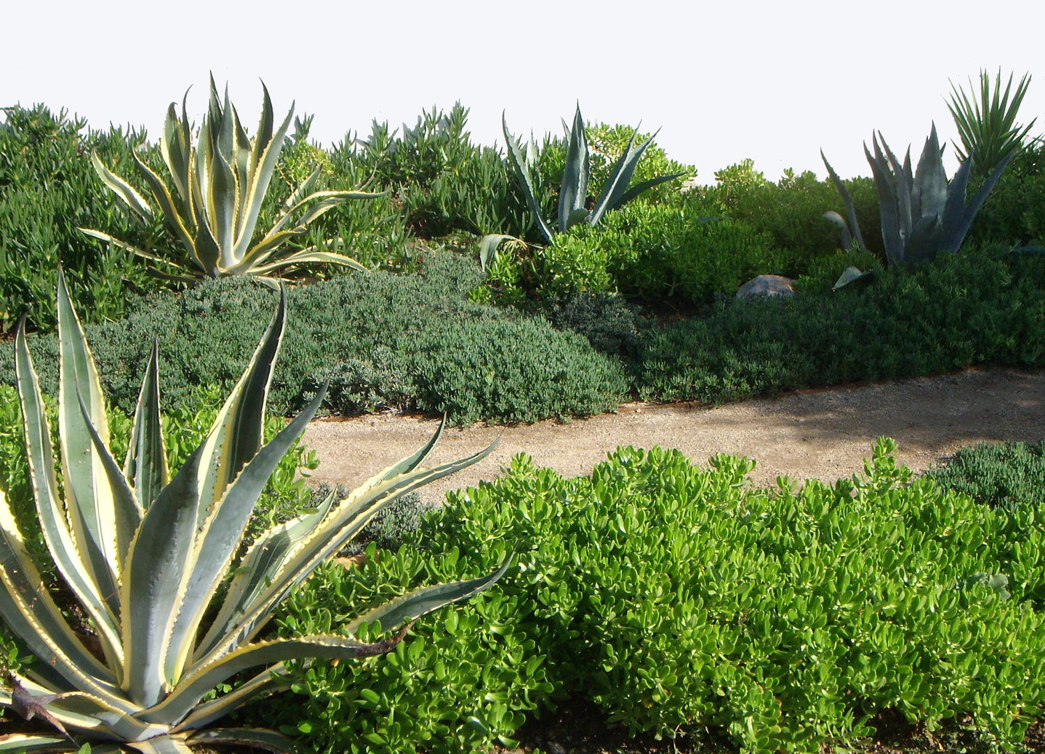 Jardim de suculentas, Atelier Jardins do Sul Atelier Jardins do Sul Mediterranean style garden