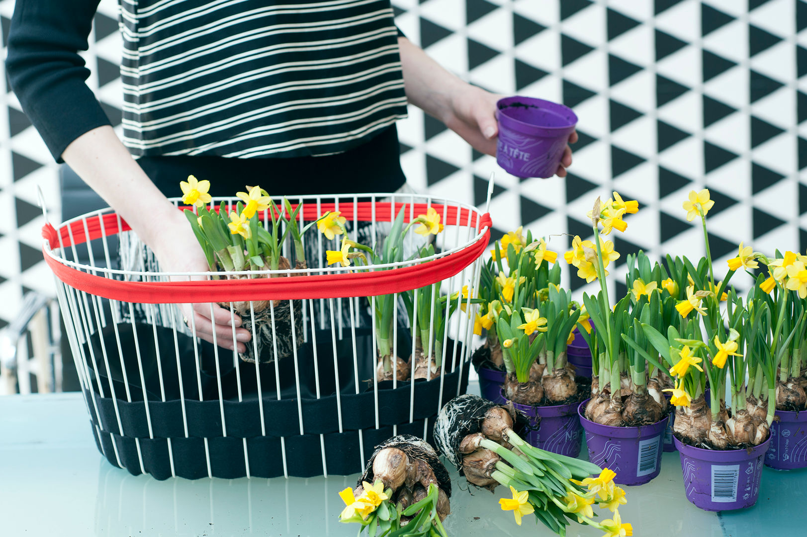 Die Narzisse – Zimmerpflanze des Monats Februar 2016, Pflanzenfreude.de Pflanzenfreude.de Interior garden Interior landscaping