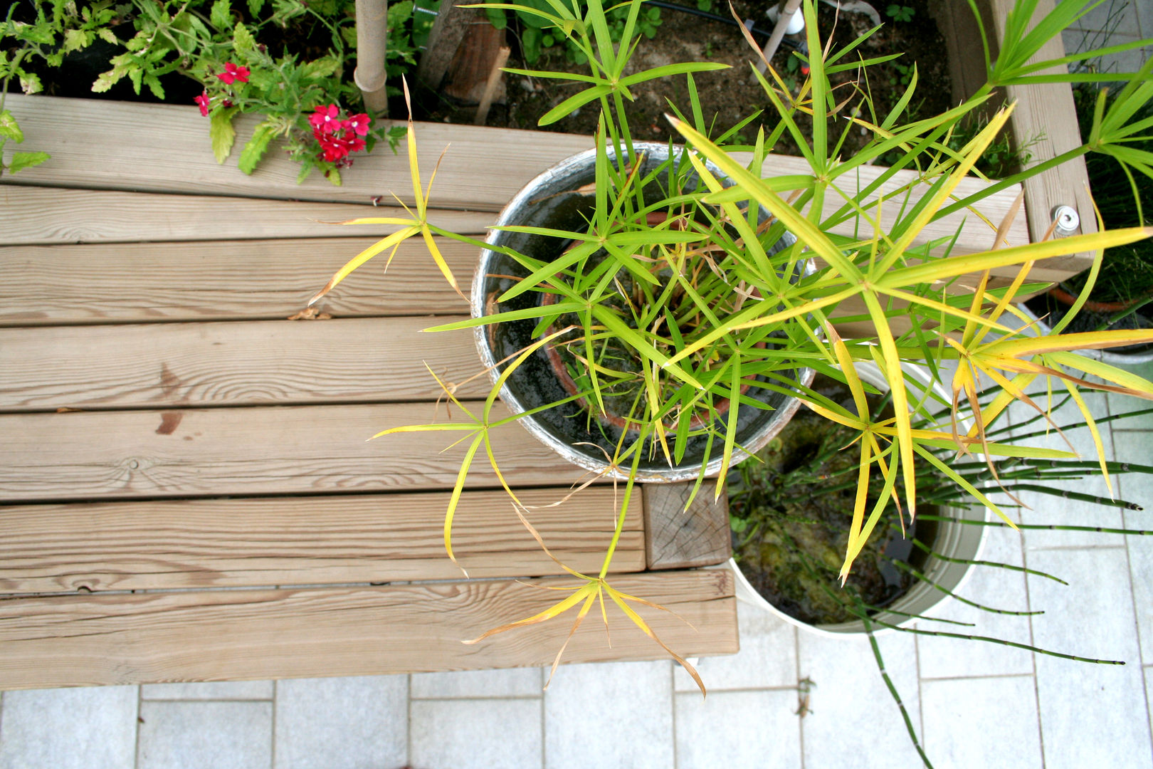 Terrazzo sul Naviglio, Atelier delle Verdure Atelier delle Verdure Ausgefallener Balkon, Veranda & Terrasse Holz Holznachbildung