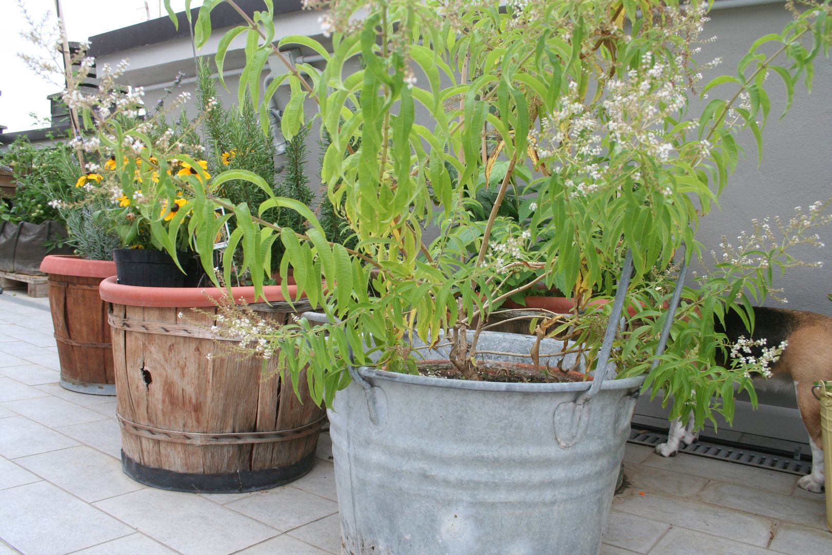 Citronella Atelier delle Verdure Balcone, Veranda & Terrazza in stile eclettico Legno Effetto legno citronella,vaso in metallo