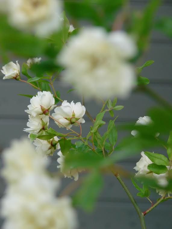 Jardin Méditerranéen, ​Aurélie Gueniffey ​Aurélie Gueniffey Jardin moderne Fleur,Plante,Pétale,Branche,Brindille,Plante à fleurs,Fleurir,Paysage naturel,Famille des roses,Fermer