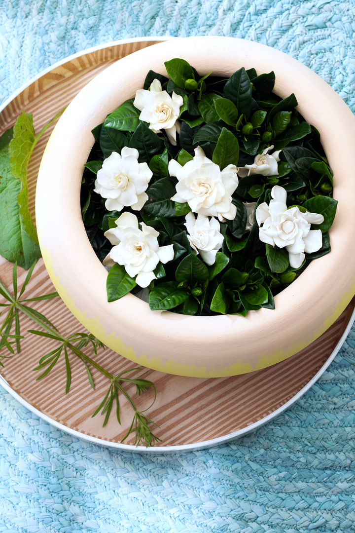 Duftende Blten in Wei sind Zimmerpflanzen des Monats Mrz 2016 | homify