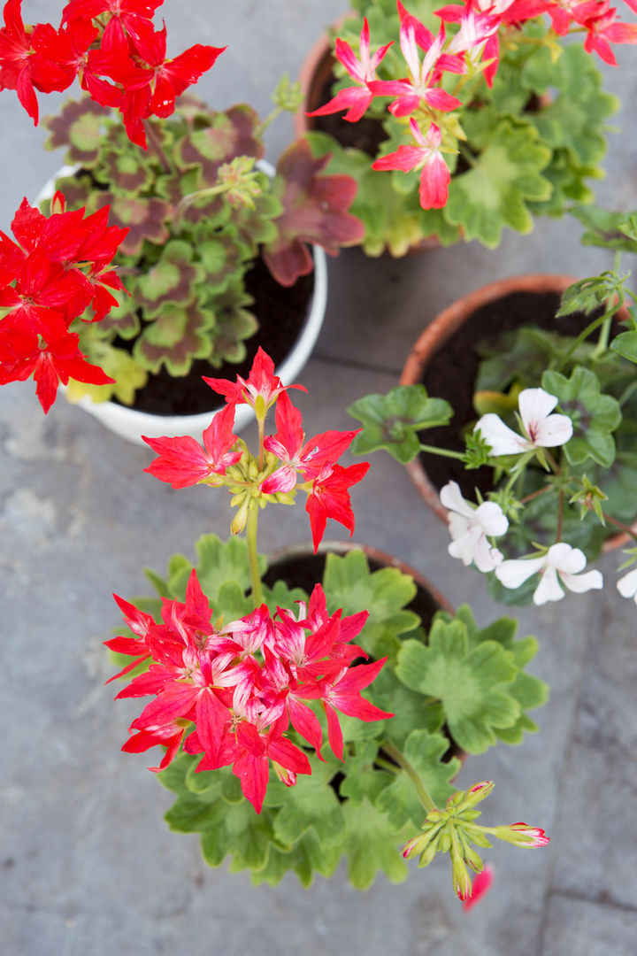 Sommergarten, Pflanzenfreude.de Pflanzenfreude.de Terrace