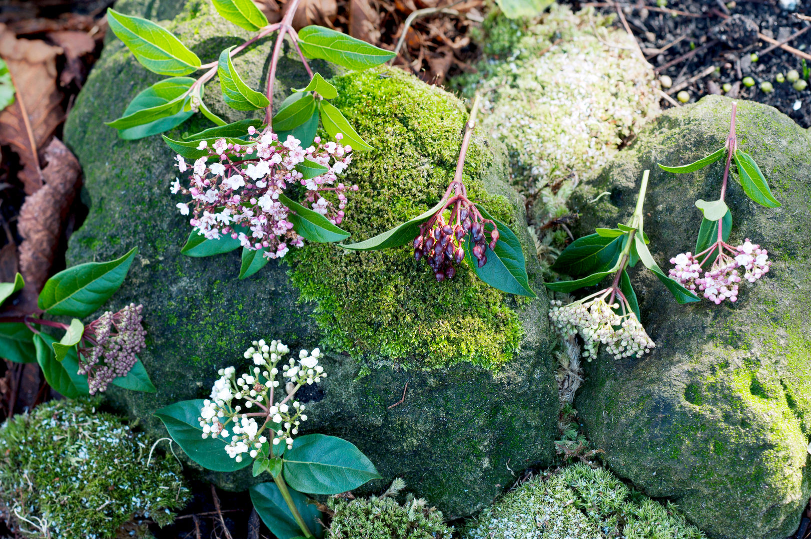 WINTERGARTEN, Pflanzenfreude.de Pflanzenfreude.de Classic style garden