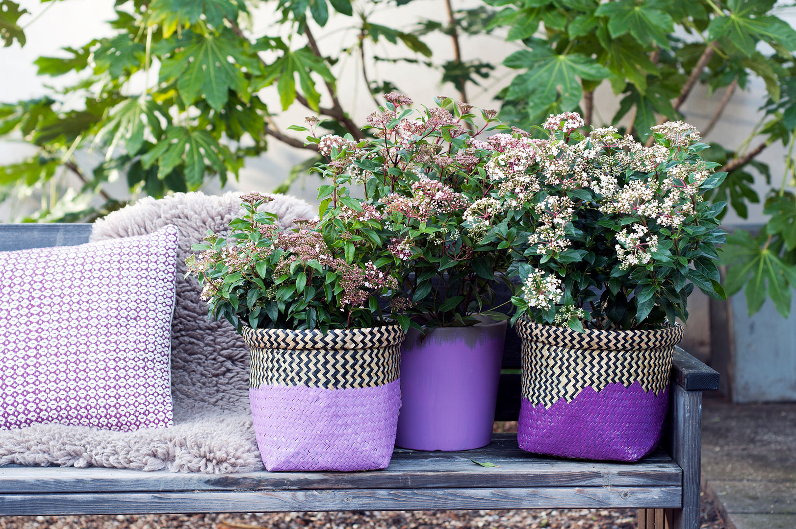 WINTERGARTEN, Pflanzenfreude.de Pflanzenfreude.de Jardines clásicos