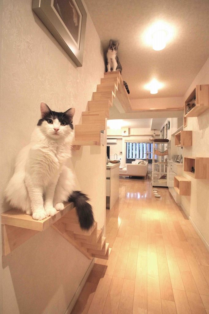 猫階段と猫ステップボックス 一級建築士事務所 かねまき・こくぼ空間工房 モダンスタイルの 玄関&廊下&階段 猫,猫と住む家,キャットウォーク
