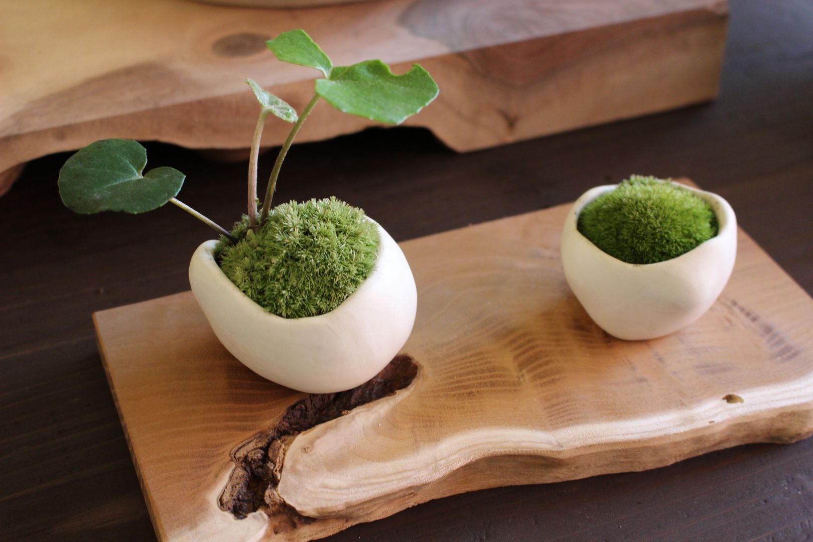 cloud moss with japanese silver leaf homify Interior garden Pottery Interior landscaping