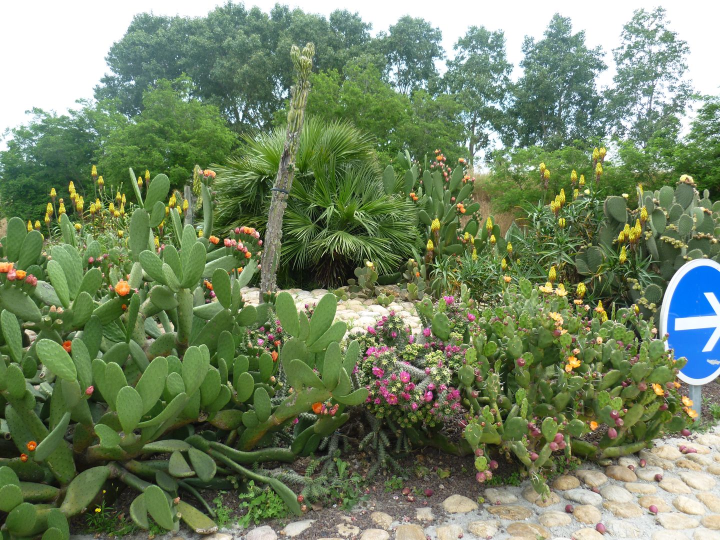 Bompas, Wiricactus Wiricactus Garden