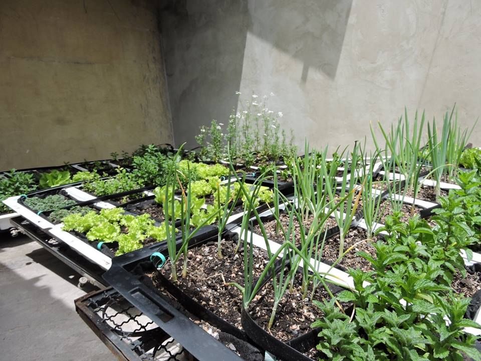 Techos de jardín, Techos Verdes Productivos Techos Verdes Productivos Jardines de estilo clásico