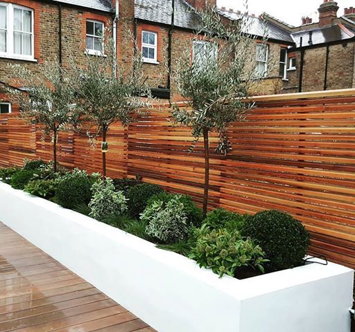 Raised Flower Beds and Ever Greens IS AND REN STUDIOS LTD olive tree,ever green,raised flower beds,contemporary garden,concrete beds,red cedar fence,cedar fence,contemporary fence,white and wood,contemporary design