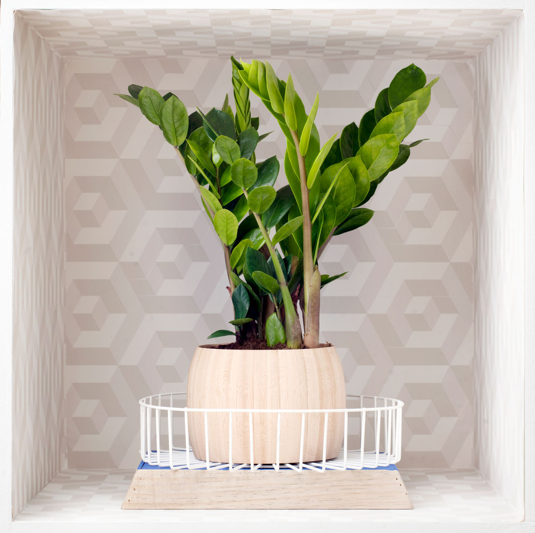 Die Zamioculcas – Zimmerplanze des Monats Juni 2016, Pflanzenfreude.de Pflanzenfreude.de Taman interior Interior landscaping