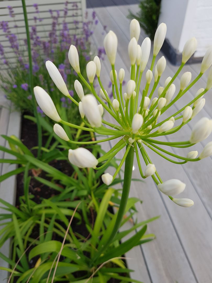 Agapanthus flower head Paul Newman Landscapes ระเบียง, นอกชาน