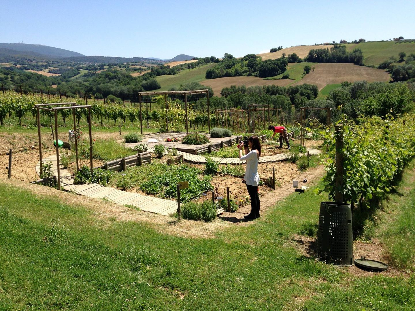 GREEN STEPS - vegetable garden on different levels, A3PAESAGGIO A3PAESAGGIO Modern garden