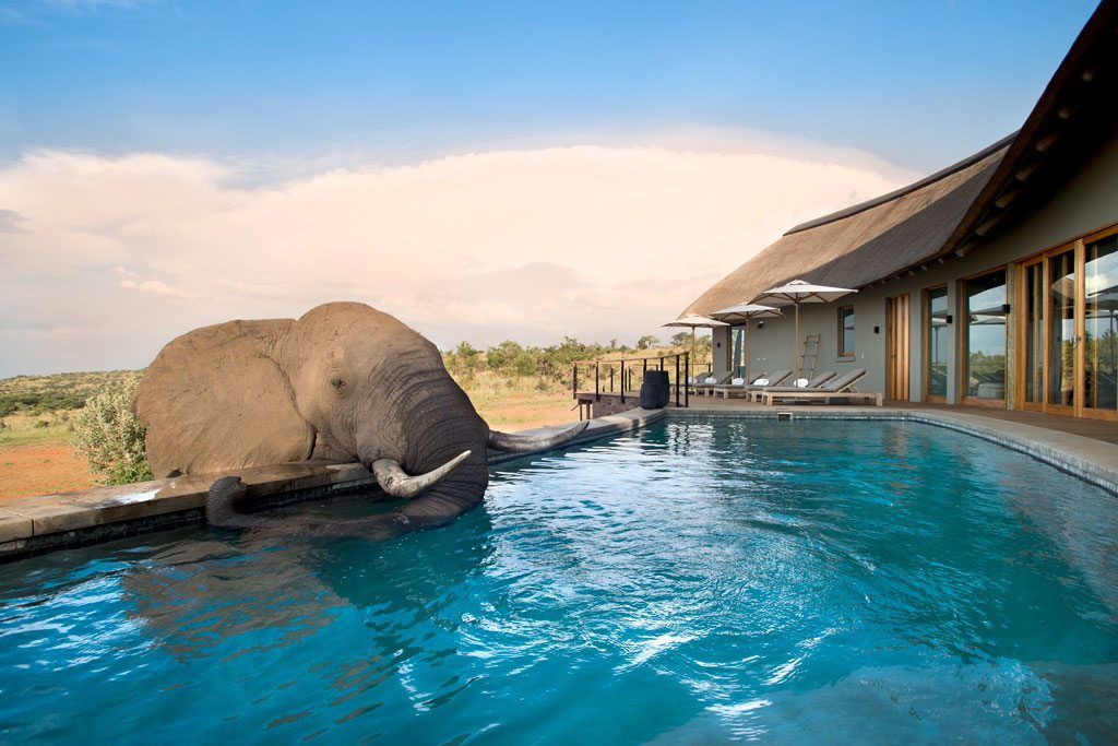 Mhondoro, een Lodge in Zuid-Afrika, All-In Living All-In Living สระว่ายน้ำ