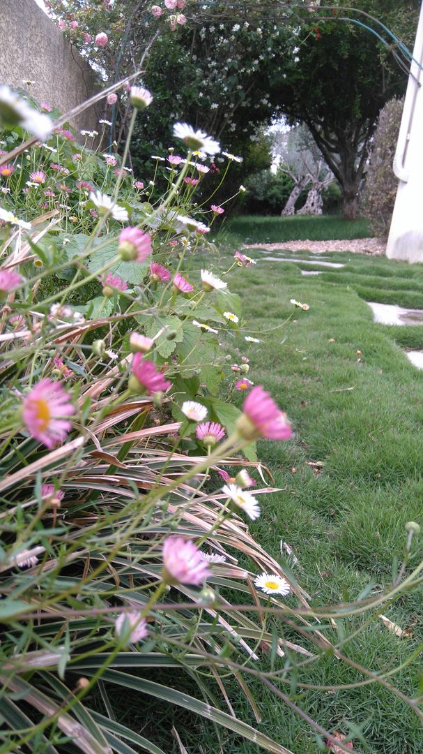 Massif Erigeron sur fond Zoysia AEN Paysages Massif