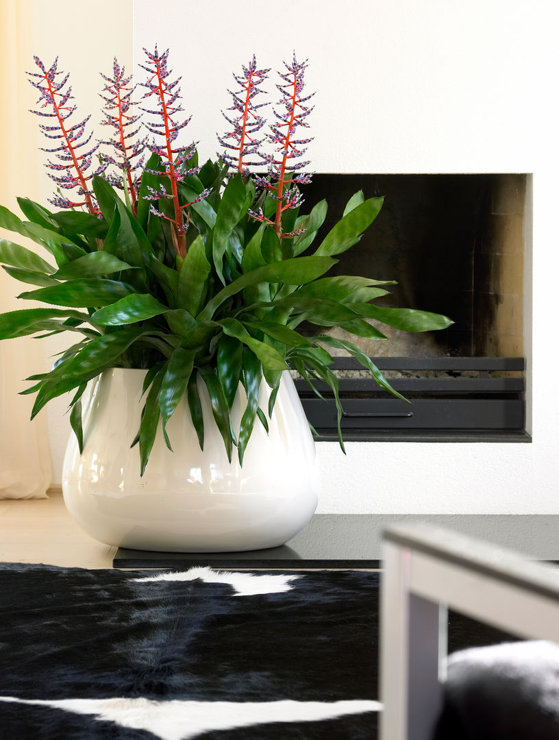 DIE BROMELIA - Die unkomplizierte Exotin | homify